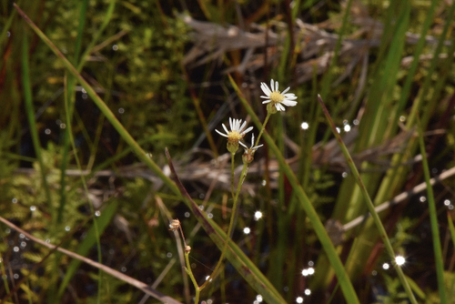Image of Erigeron vernus by (c) James (Jim) Duggan, some rights reserved (CC BY-SA)