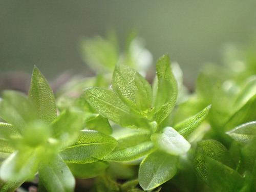 Image of Roellia roellii by no rights reserved