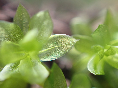 Image of Roellia roellii by no rights reserved