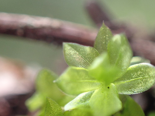 Image of Roell's Moss (Roellia roellii) by no rights reserved