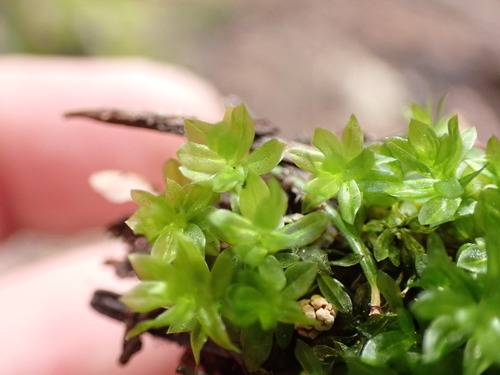 Image of Roell's Moss (Roellia roellii) by no rights reserved
