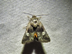 Copanarta aurea