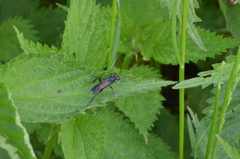 Macrophya annulata