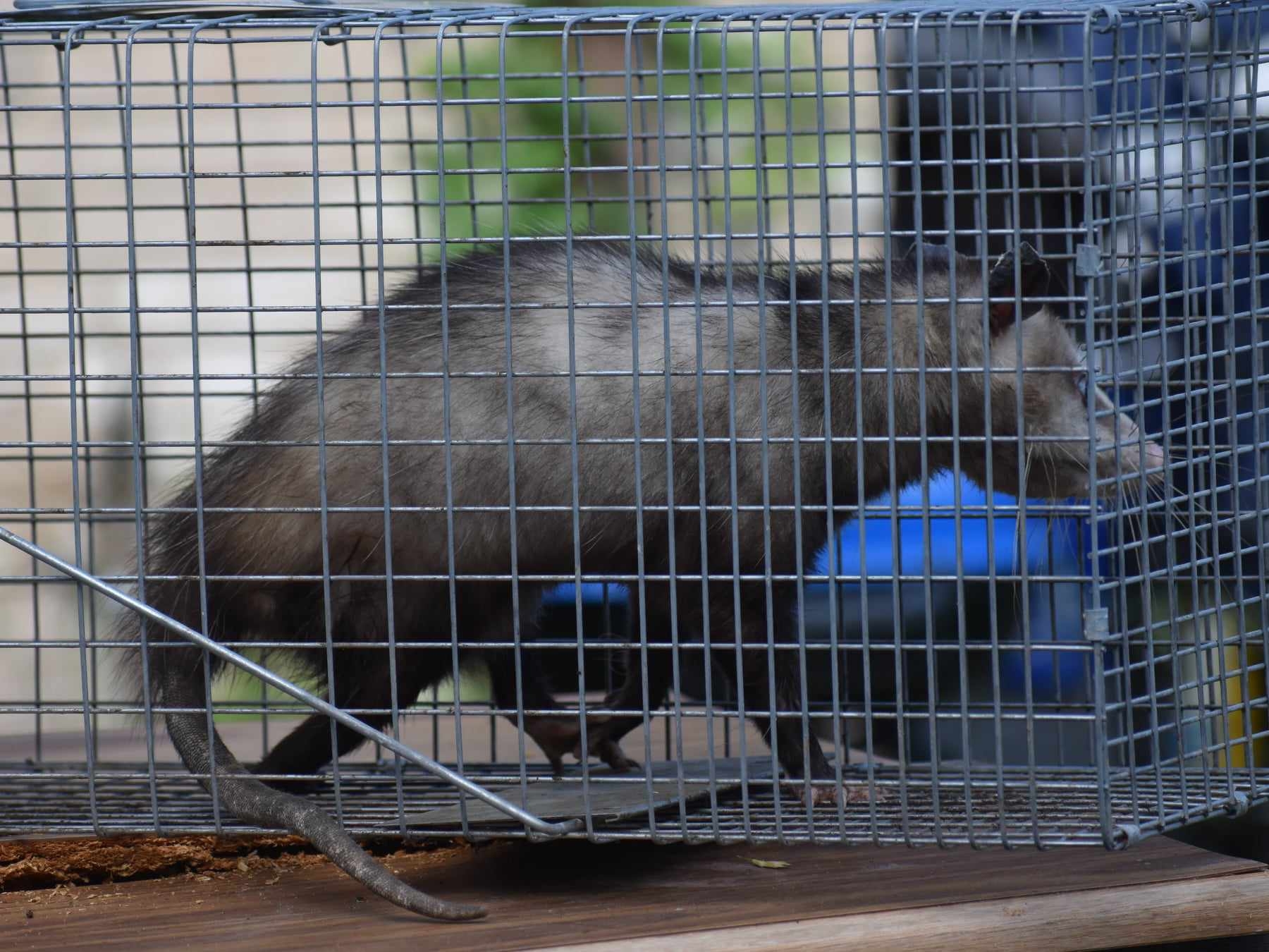 Didelphis virginiana<br>25 June, 2024