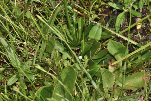 Image of Erigeron vernus by (c) James (Jim) Duggan, some rights reserved (CC BY-SA)