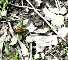 Phanogomphus lividus