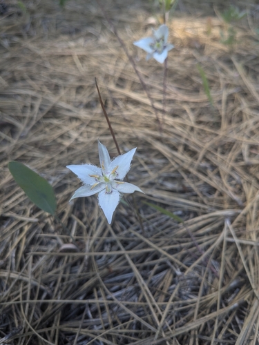 Image of Calochortus lyallii by no rights reserved