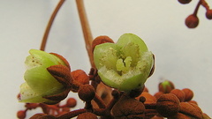 Vismia guianensis