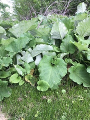 Arctium