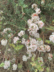 Eriogonum fasciculatum fasciculatum