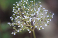 Valeriana vaginata