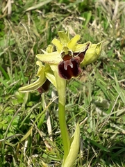 Ophrys sphegodes sphegodes