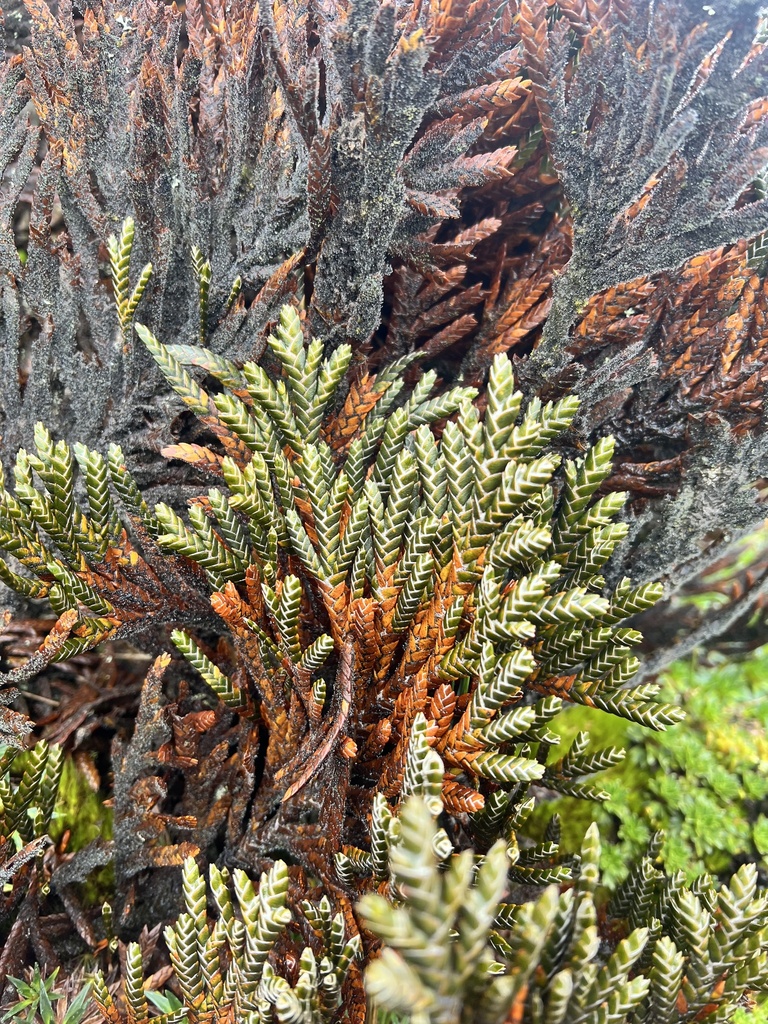 Andicolea thuyoides; photograph rpadilla_, CC BY, iNaturalist via GBIF