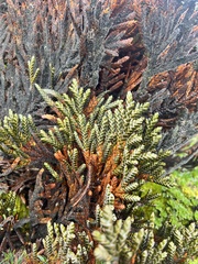 Andicolea thuyoides