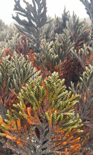 Andicolea thuyoides, photograph 1