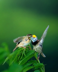 Black-Breasted Weaver photo 3