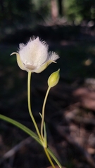 Calochortus coeruleus