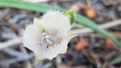 Calochortus coeruleus