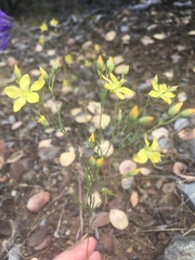 Hesperolinon breweri