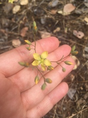 Hesperolinon breweri