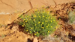 Encelia resinifera