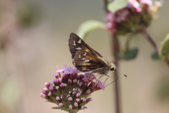 Atalopedes campestris huron