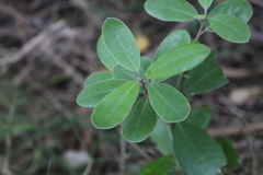 Pittosporum ralphii