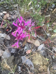Clarkia concinna concinna