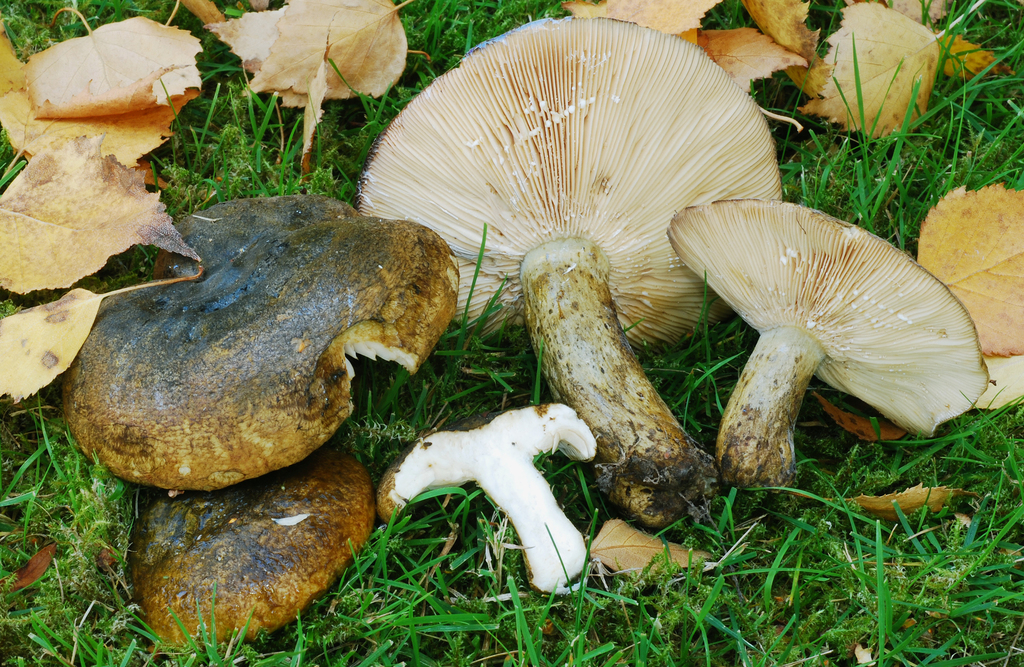 Ugly Milkcap