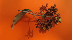 Vismia guianensis