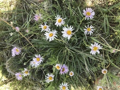 Erigeron vetensis