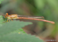 Ceriagrion