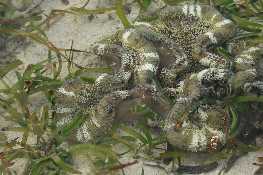 Haddon's sea anemone
