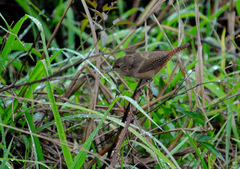 Troglodytes aedon rex