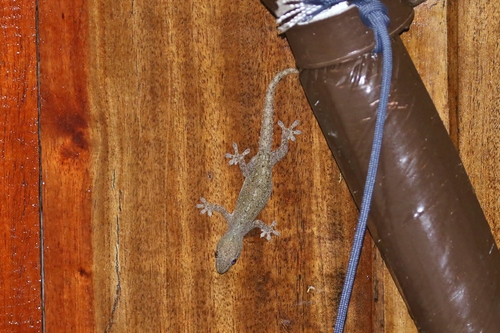 Hemidactylus frenatus observed 2019-04-09
