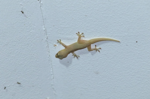 Hemidactylus frenatus observed 2019-04-09