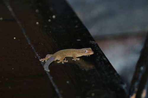 Lepidodactylus moestus