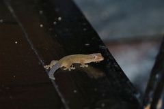 Lepidodactylus moestus