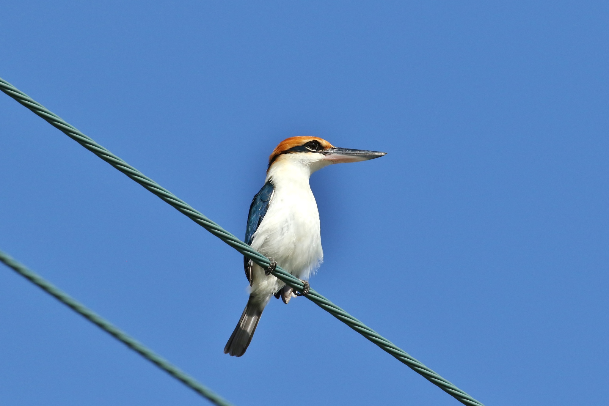 Palau Kingfisher illustration