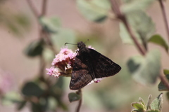 Erynnis tristis tatius