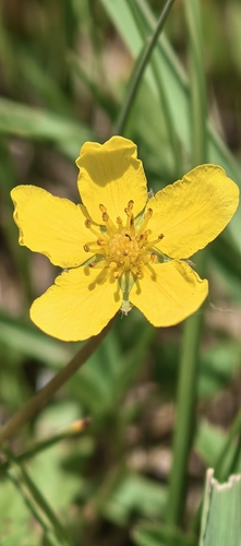 shrubby cinquefoil
