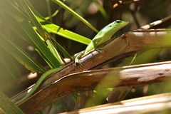 Lamprolepis smaragdina