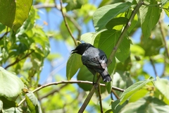 Edolisoma tenuirostre monacha