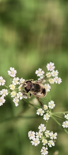 Eurasian Drone Fly