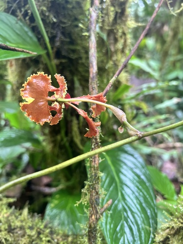 Cyrtochilum serratum, photograph 5