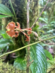 Cyrtochilum serratum, photograph (c) rpadilla_, some rights reserved (CC BY)