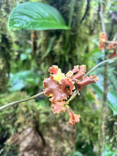 Cyrtochilum serratum, photograph 6