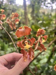 Cyrtochilum serratum, photograph (c) rpadilla_, some rights reserved (CC BY)