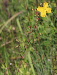 Ludwigia virgata