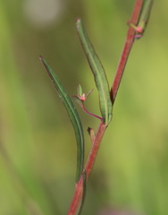 Ludwigia virgata